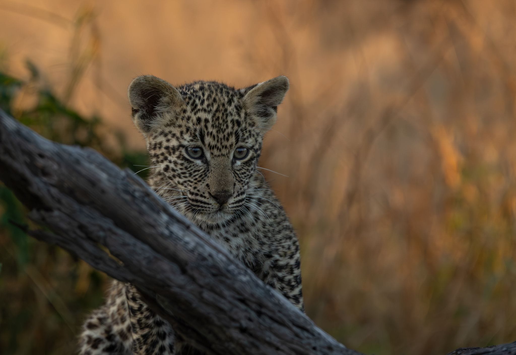 Tengile MalaMala Leopards