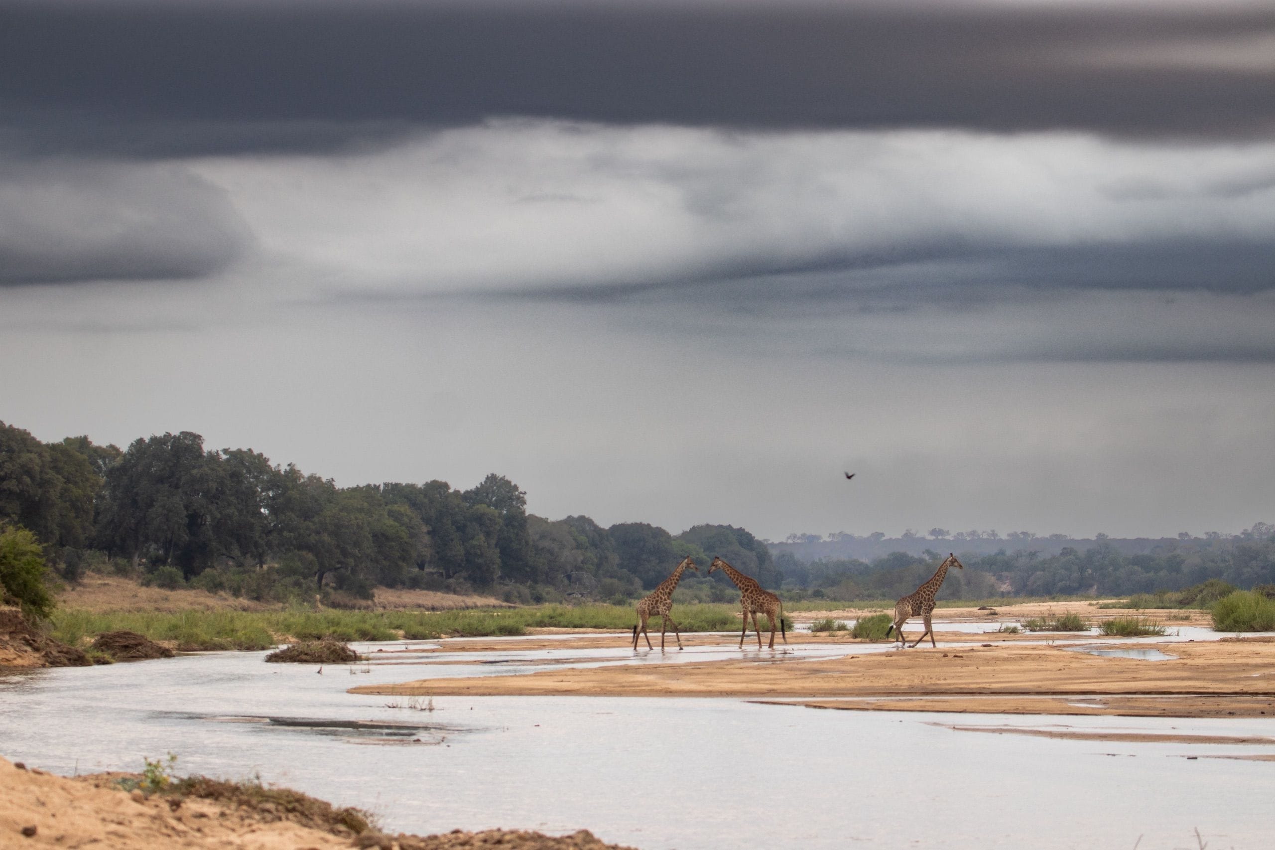 Giraffes stand next to the Sand River beneath storm clouds.