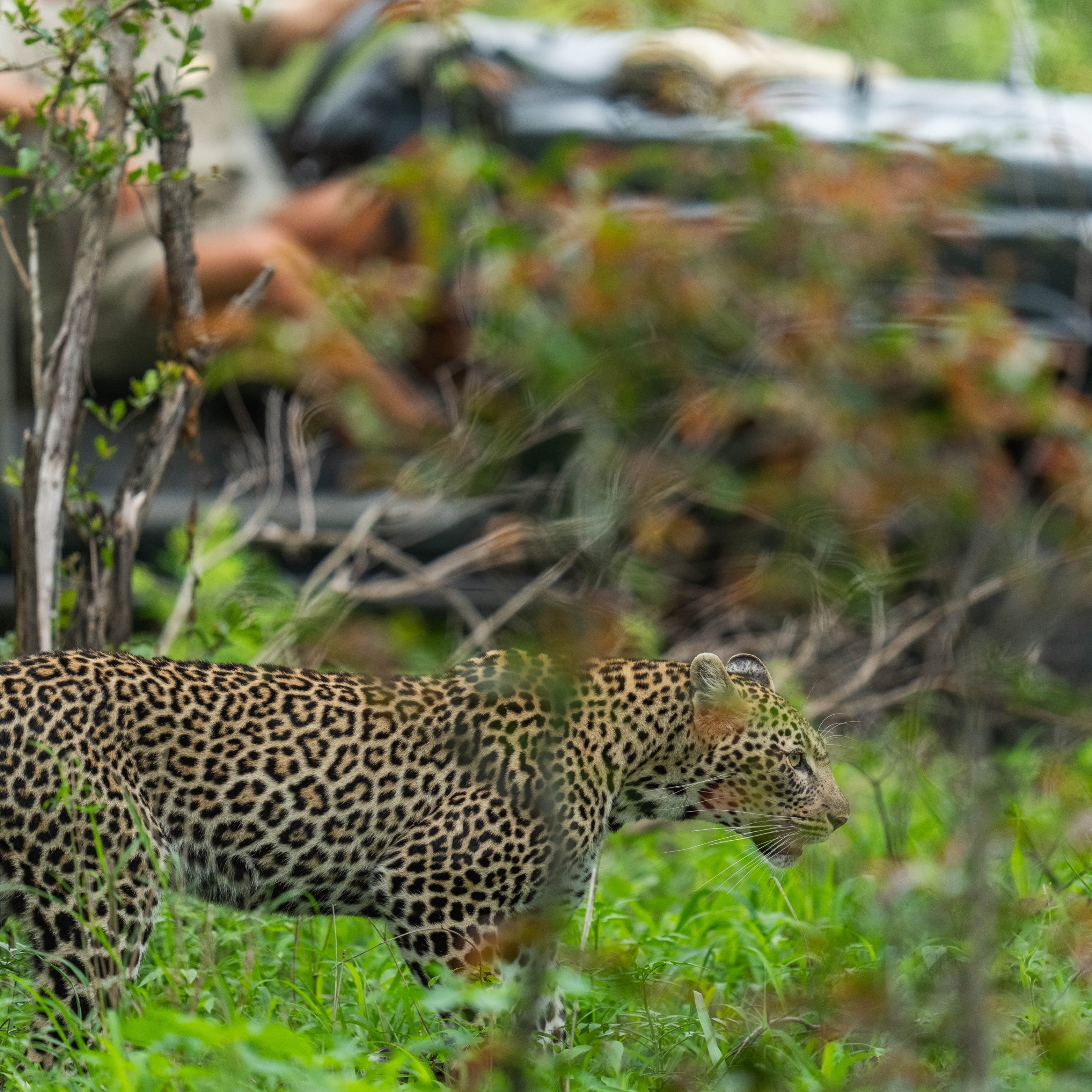 leopard next to game view