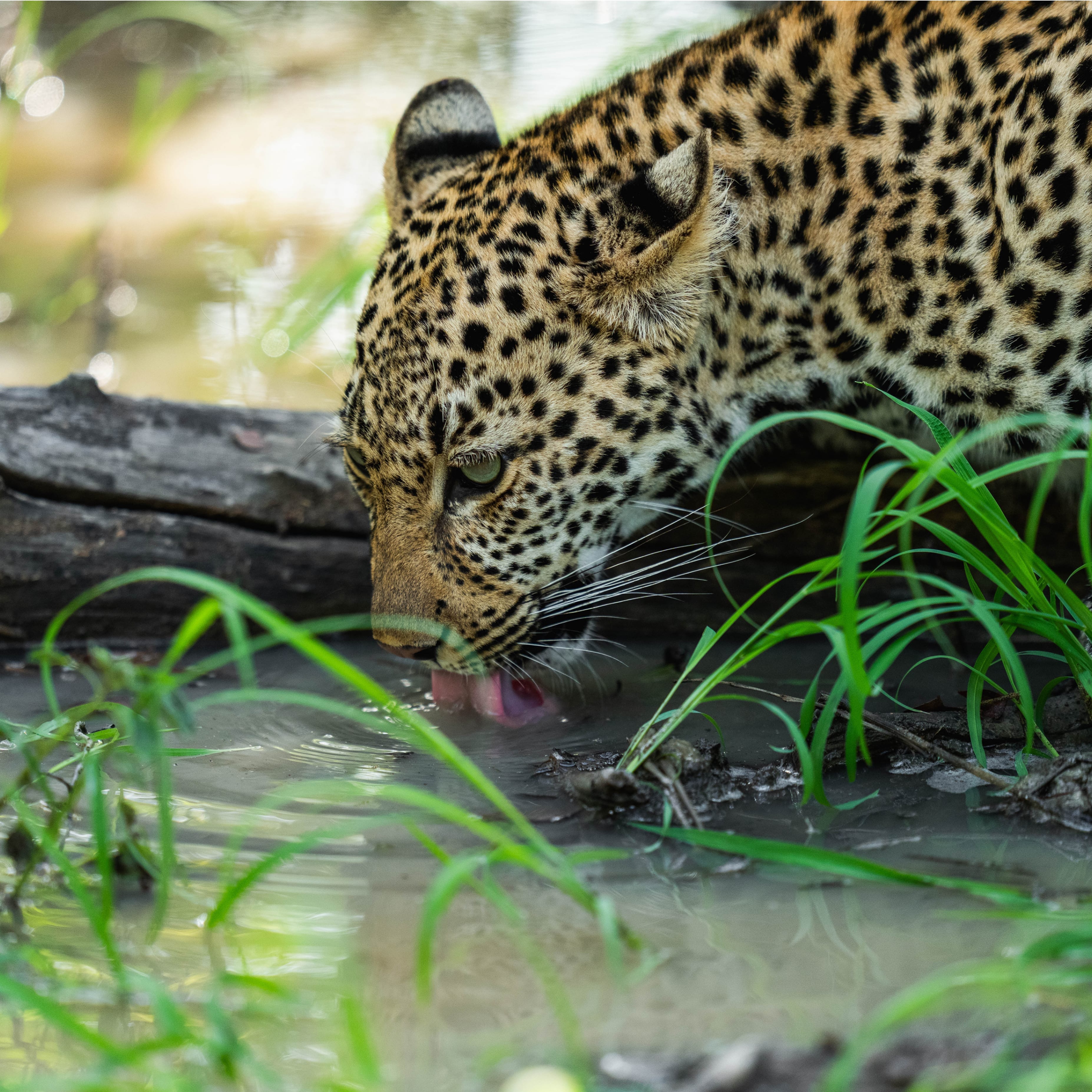 leopard drinking water