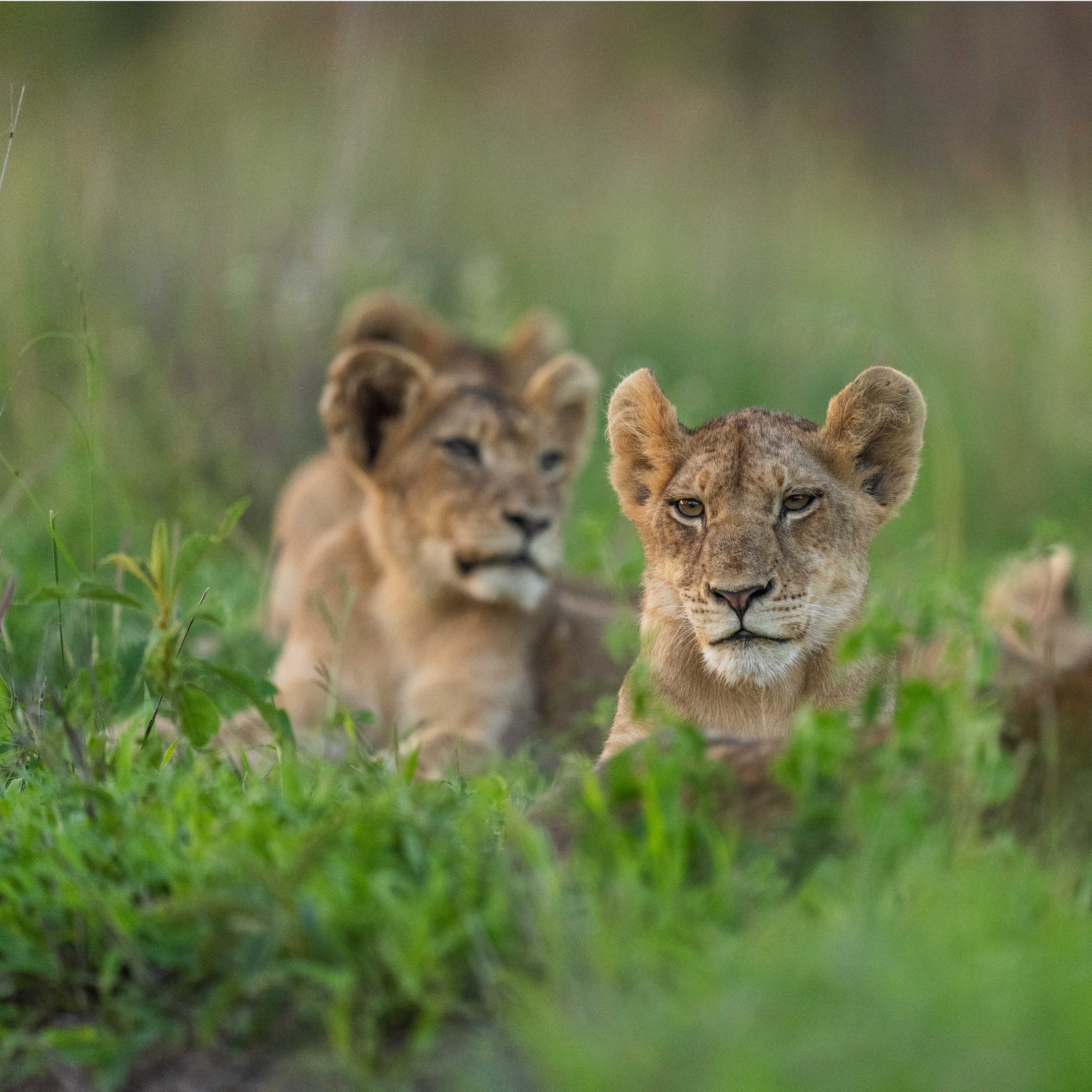 baby cubs relaxing in grass