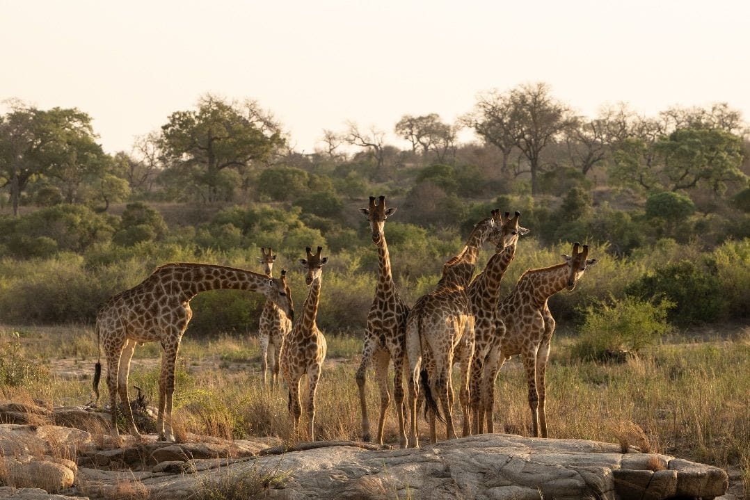 Giraffes drink water from the Sand River