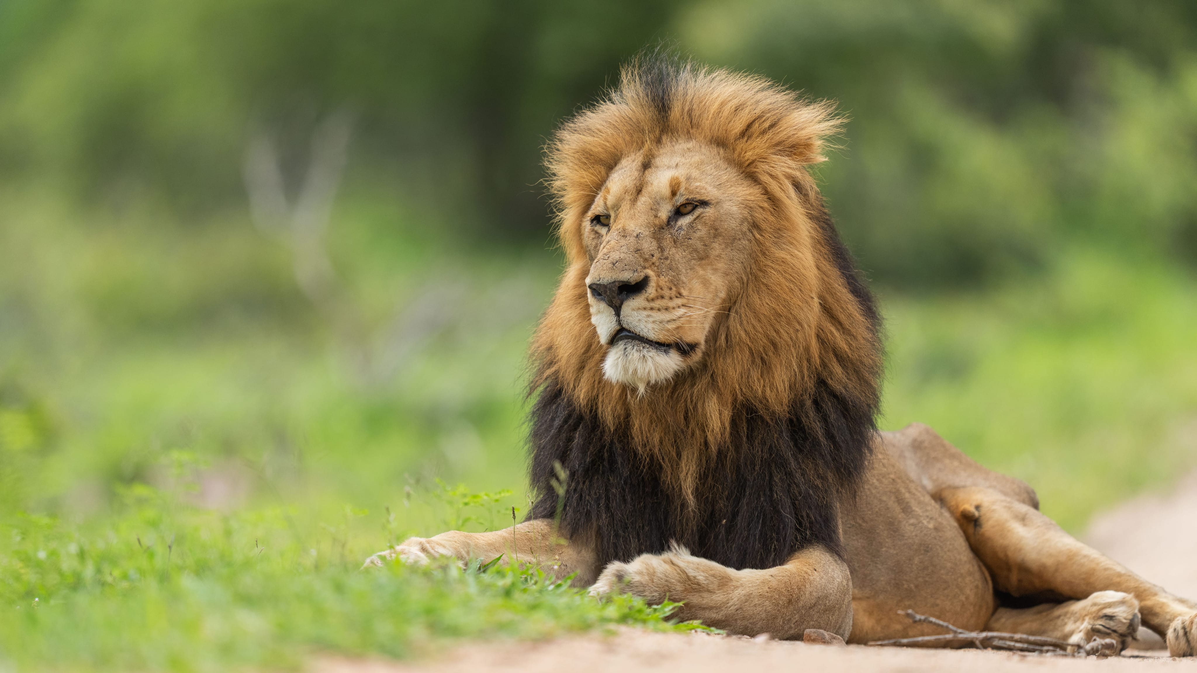 Gowrie Male portrait