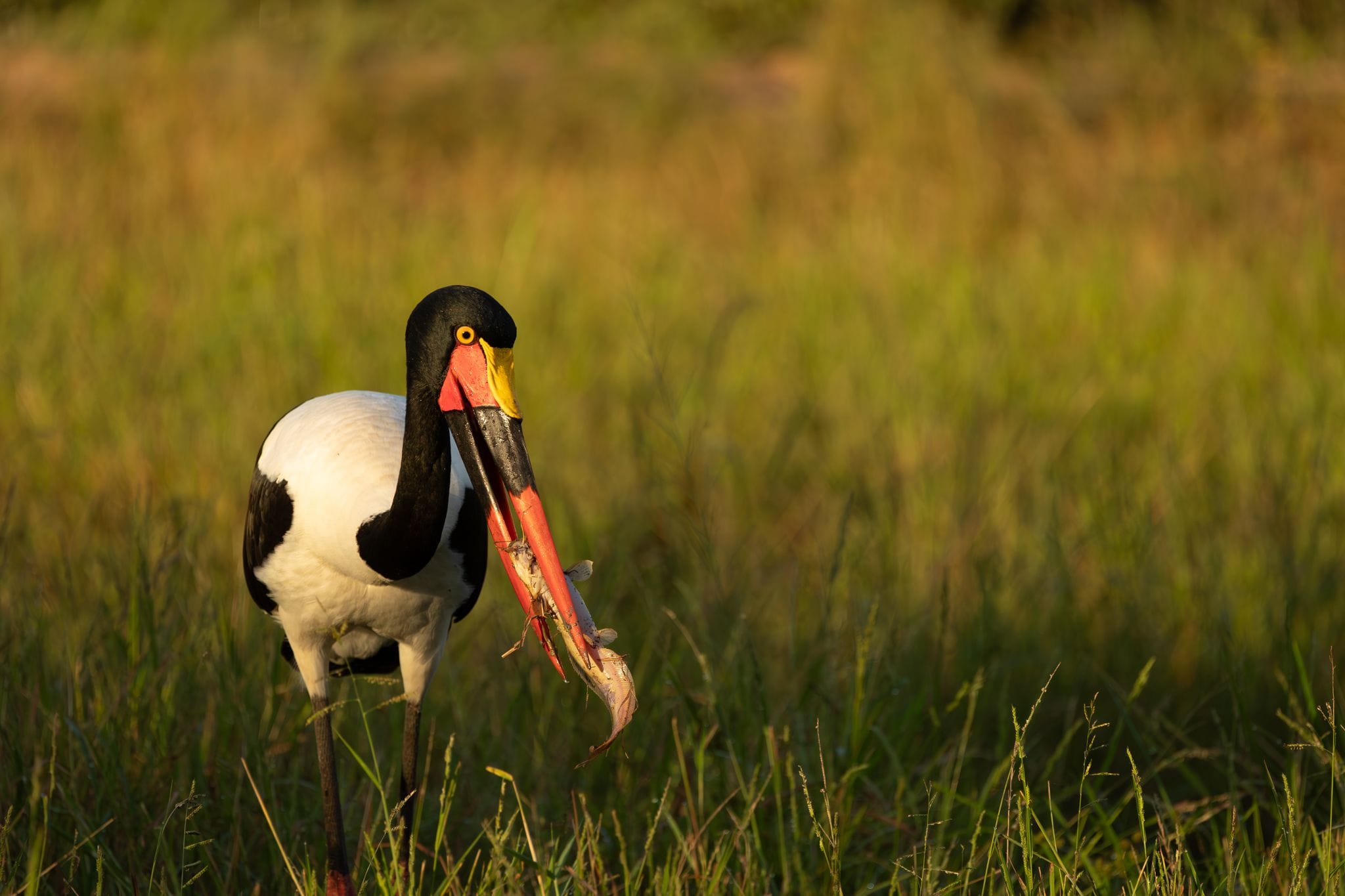 Khensani Wildlife