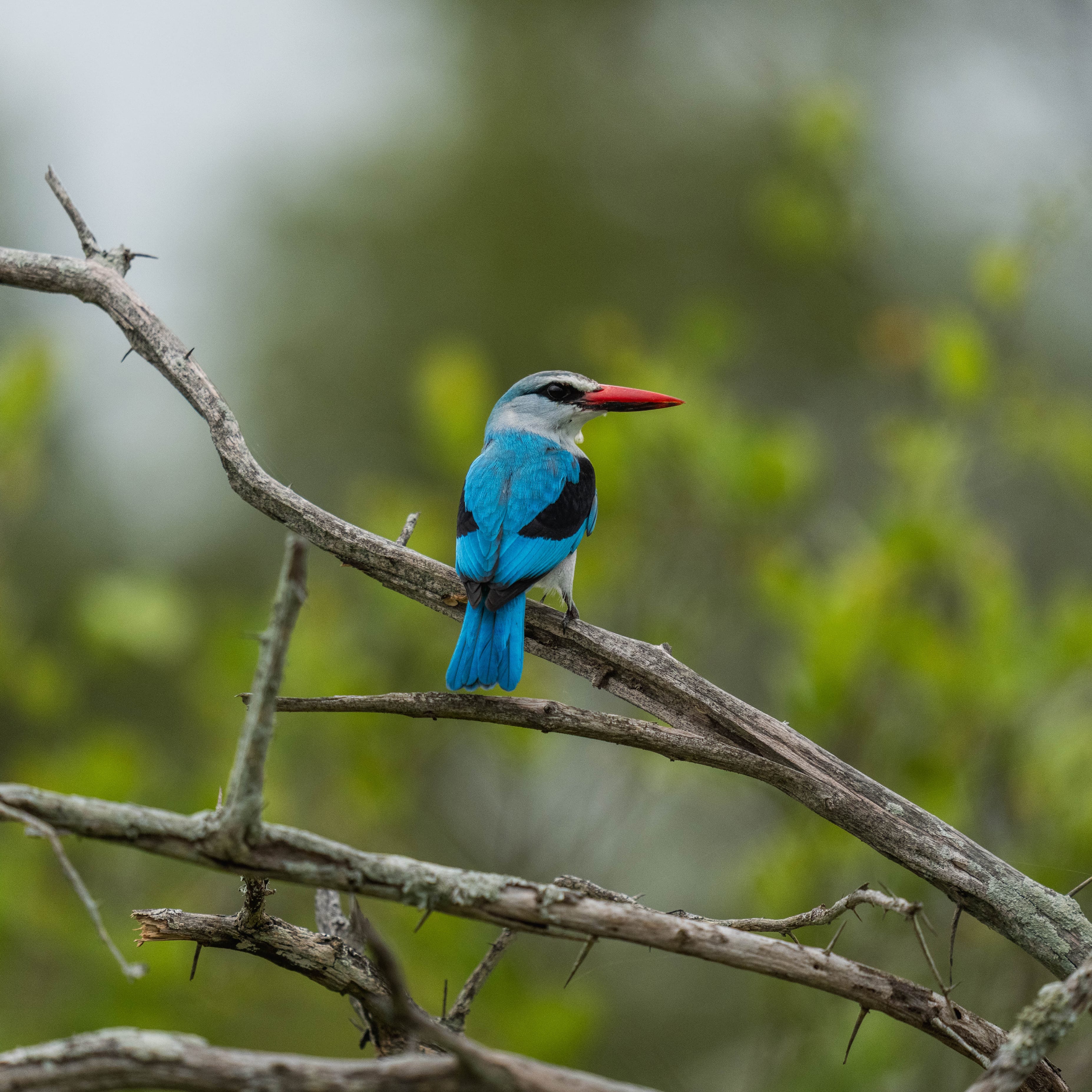 kingfisher perched on a tree