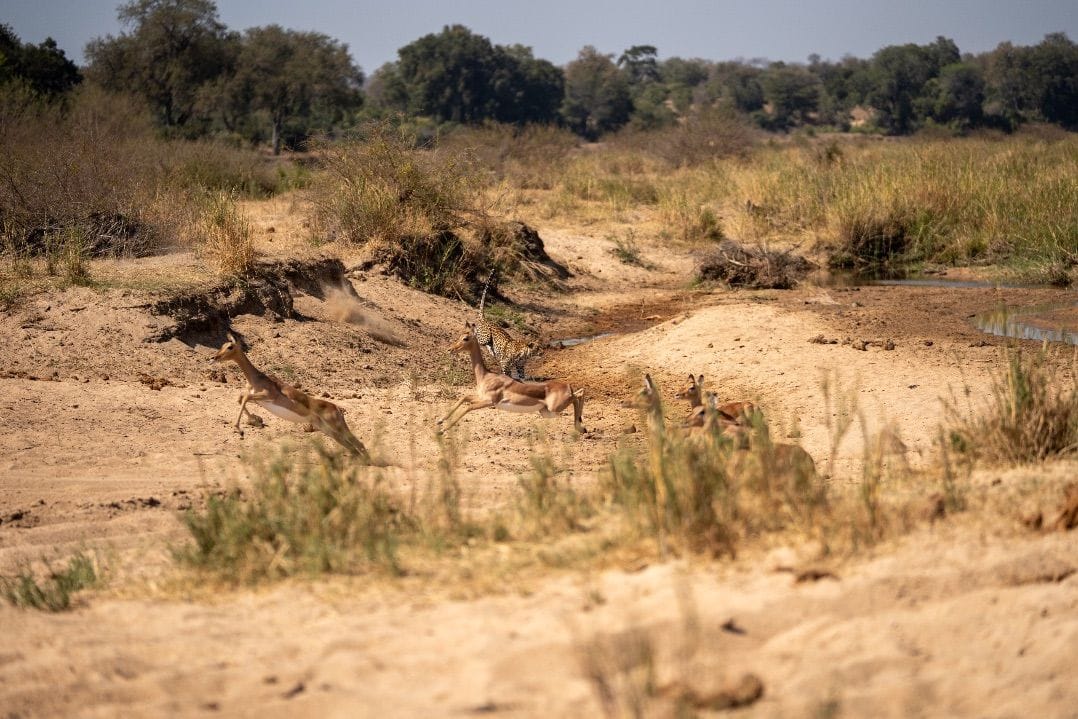 Leopard chases impala in dry riverbed.