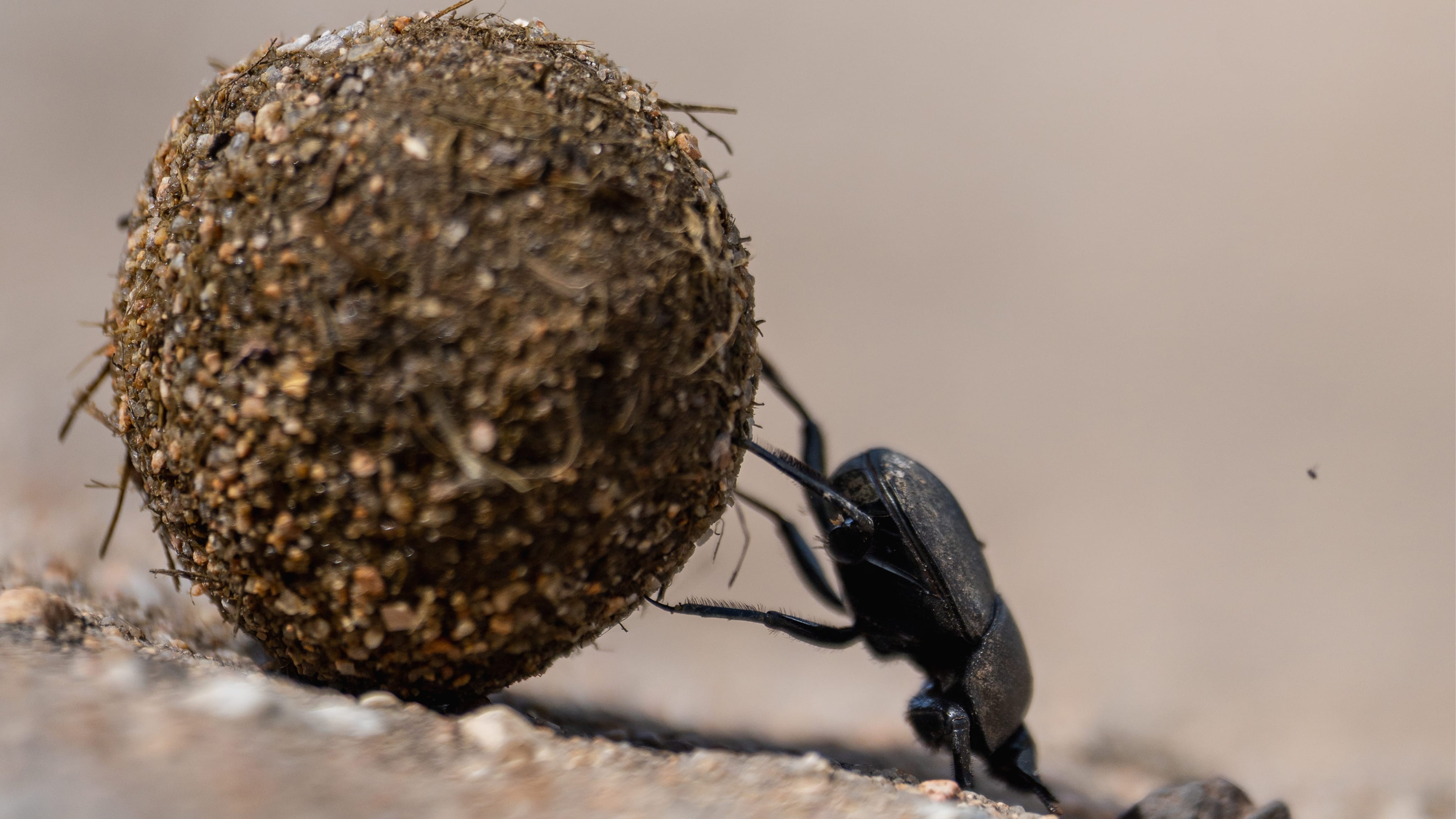Dung Beetle rolling animal dung
