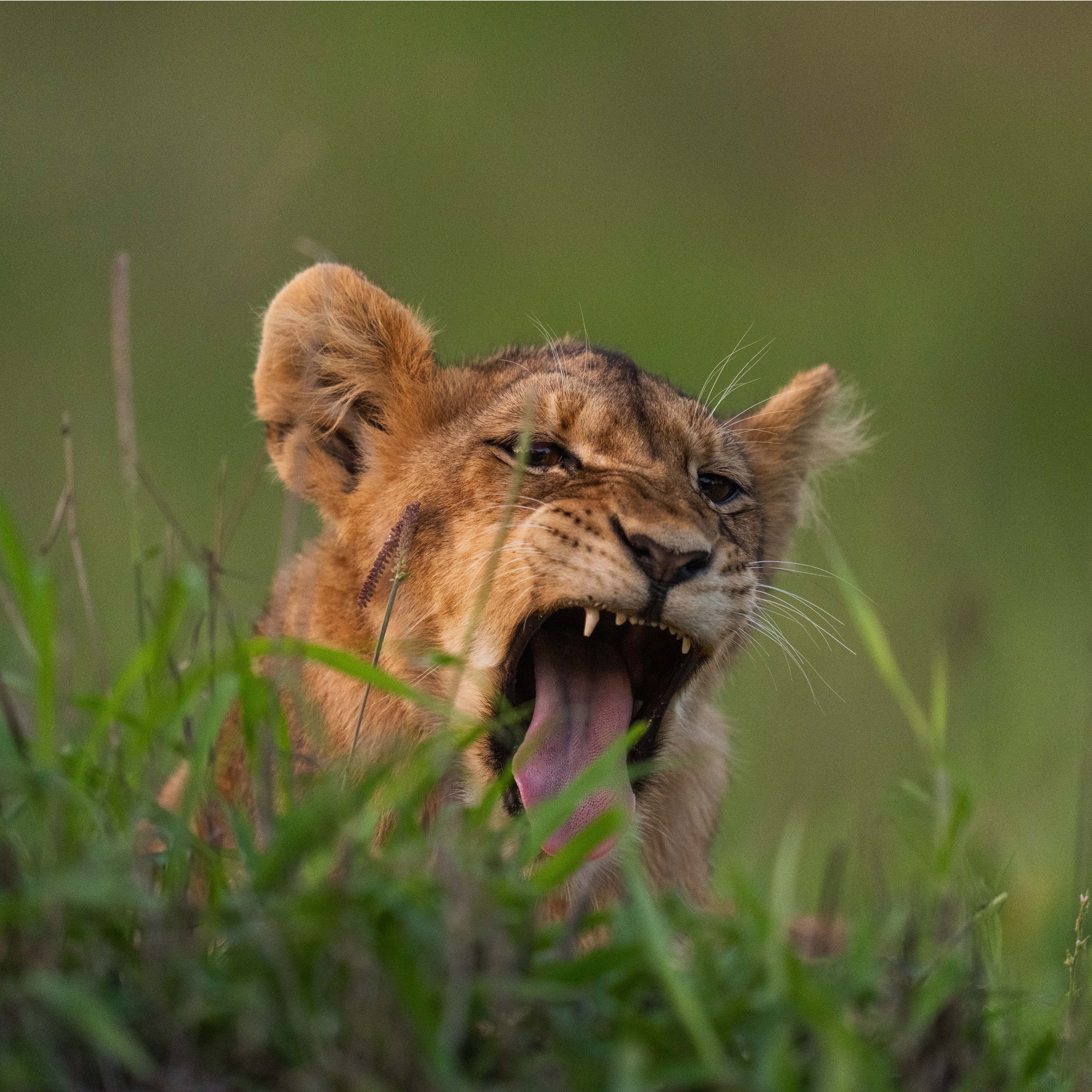 lion cub yawning