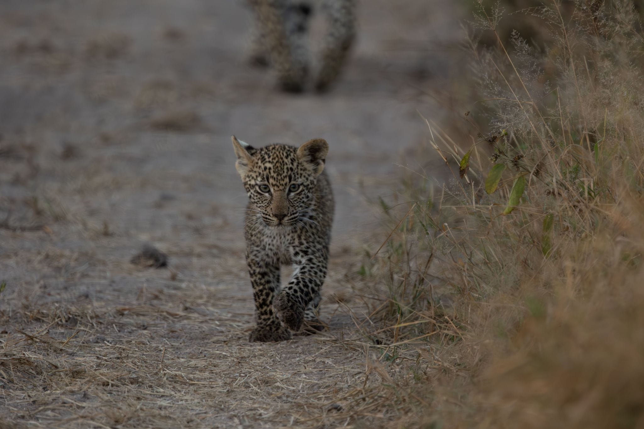 Big Cat Territory