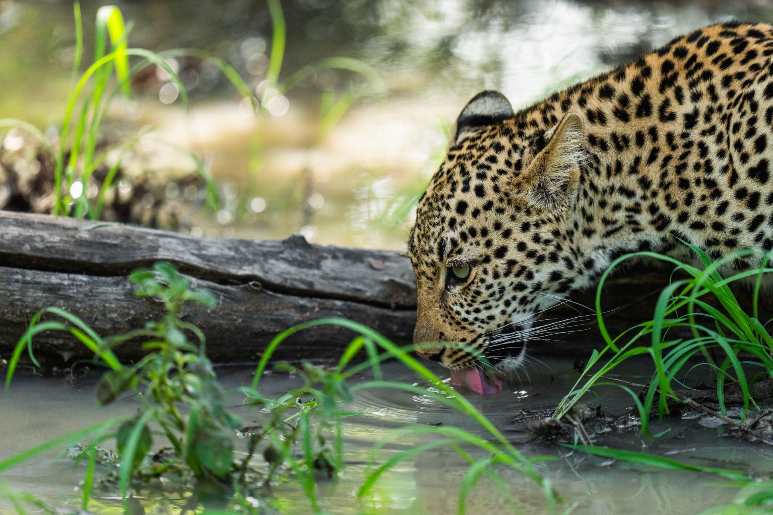 Leopard drinks from the Sand River