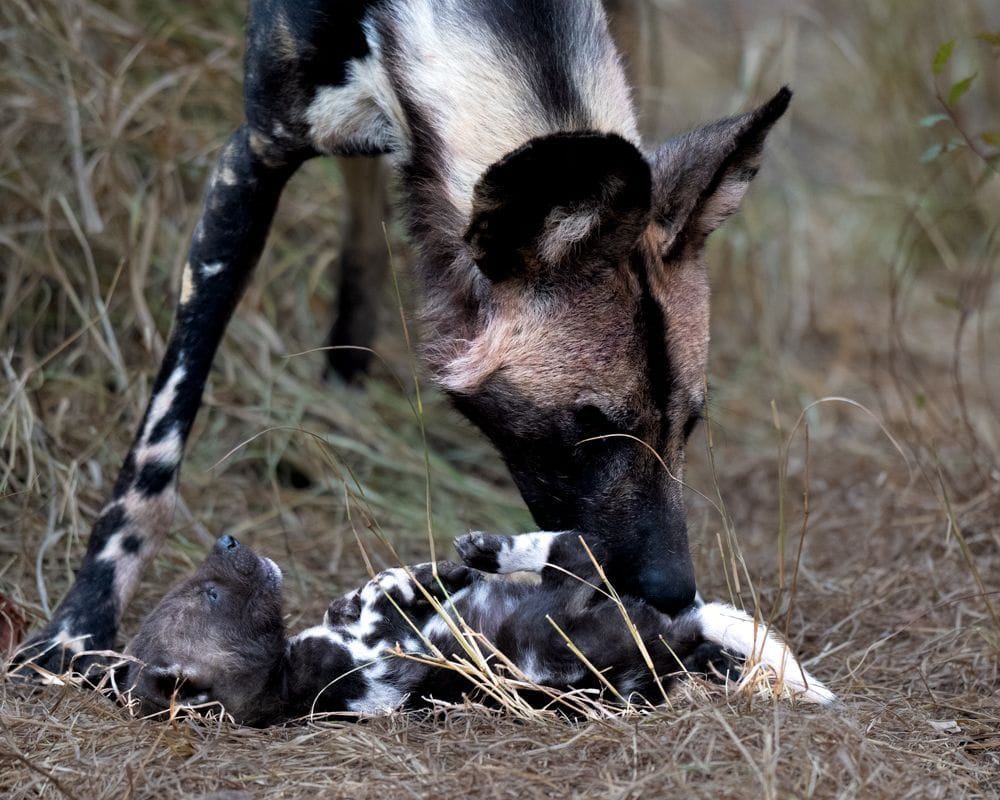 A rare season of pups, pressure and pack intelligence