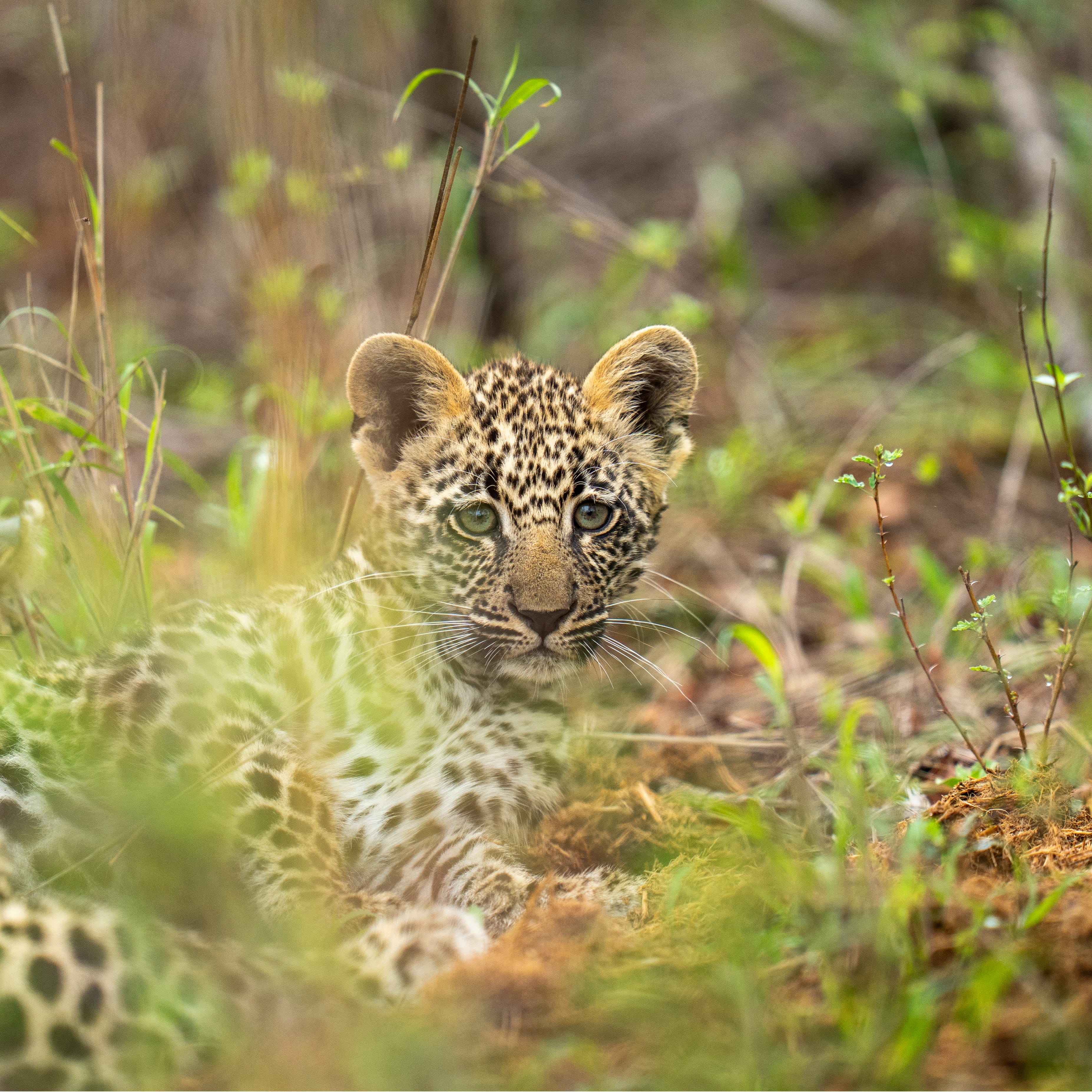 baby leopard relaxing amongst grass