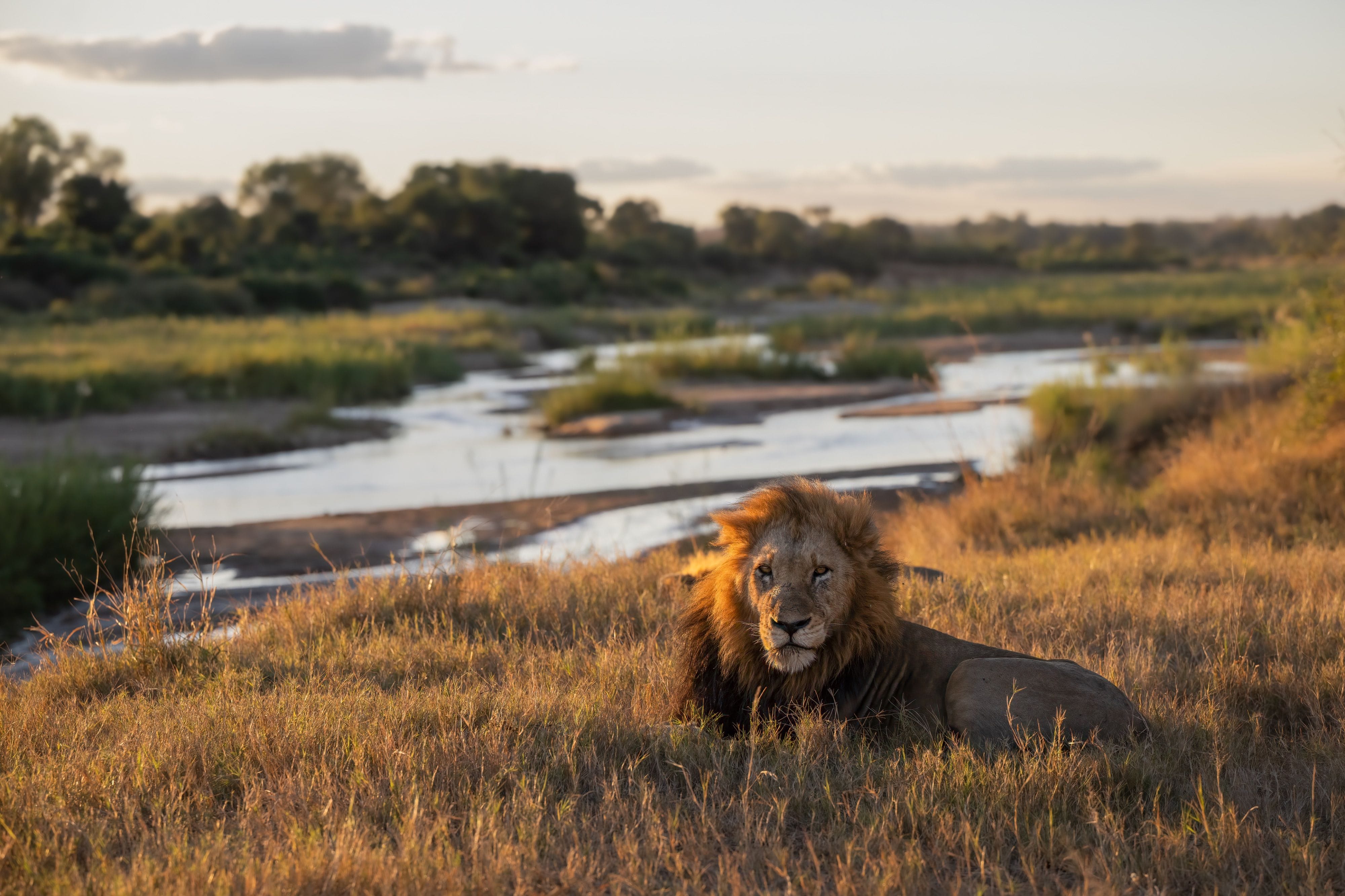 Male lion lies down next to the Sand River