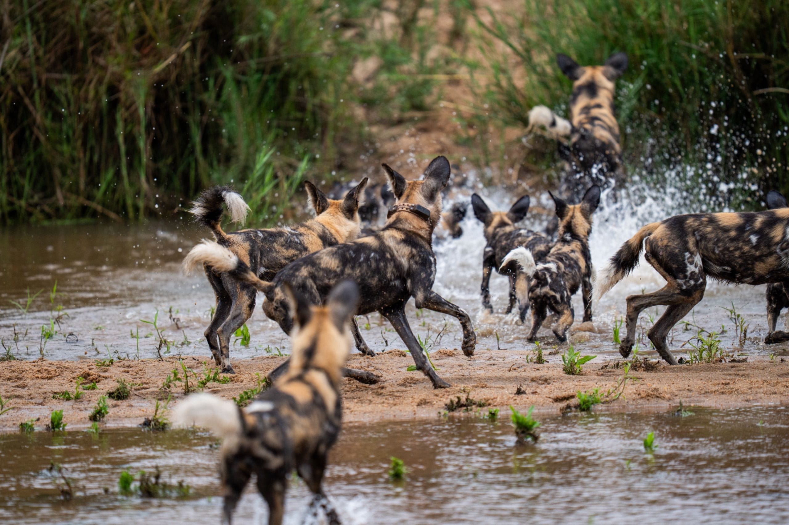 African wild dogs playing in the Sand River