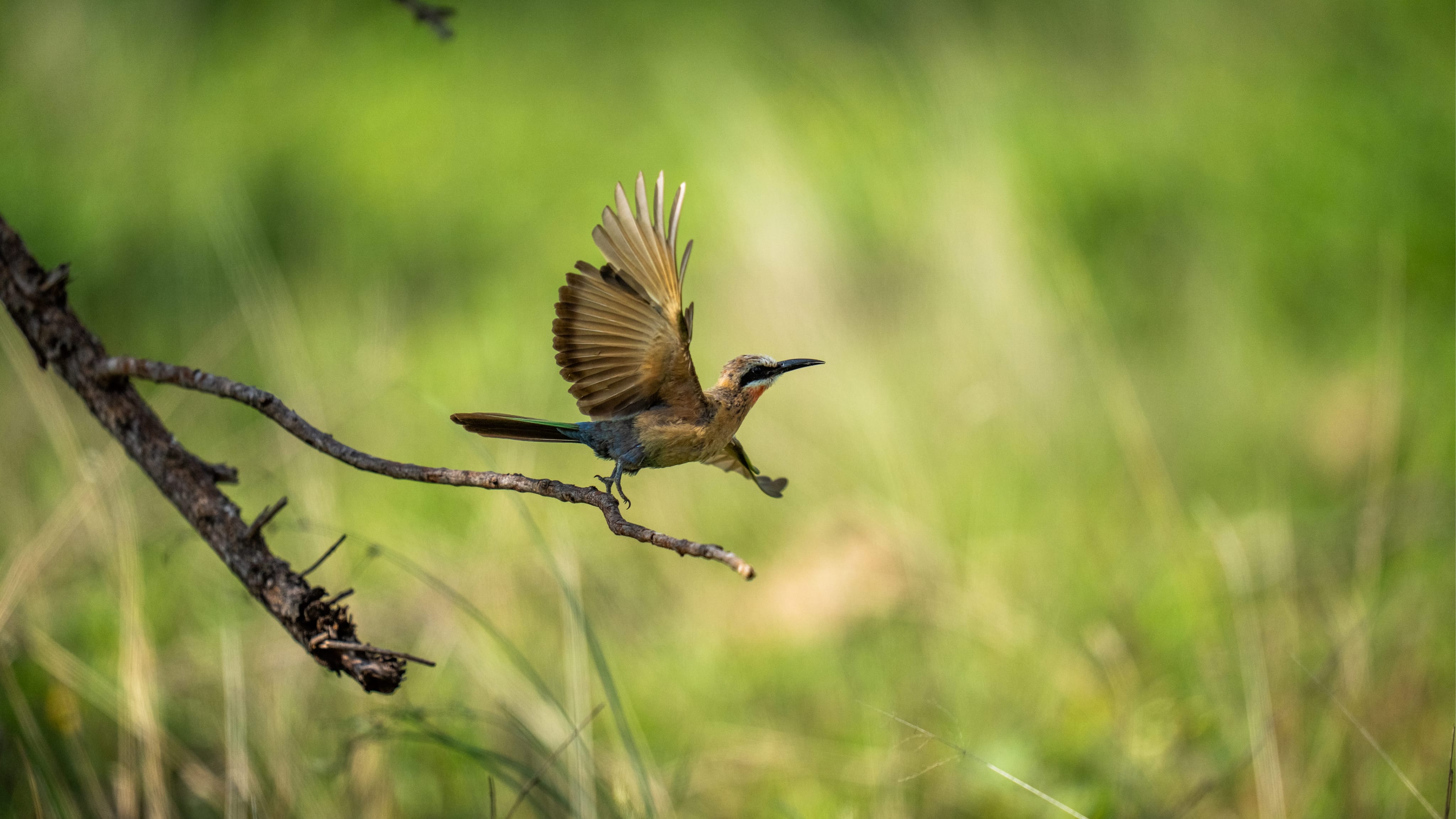 Hummingbird taking off branch