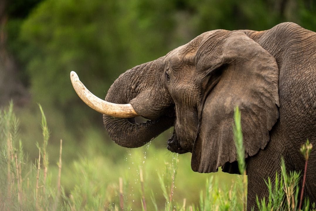 Elephant drinking water from the river.
