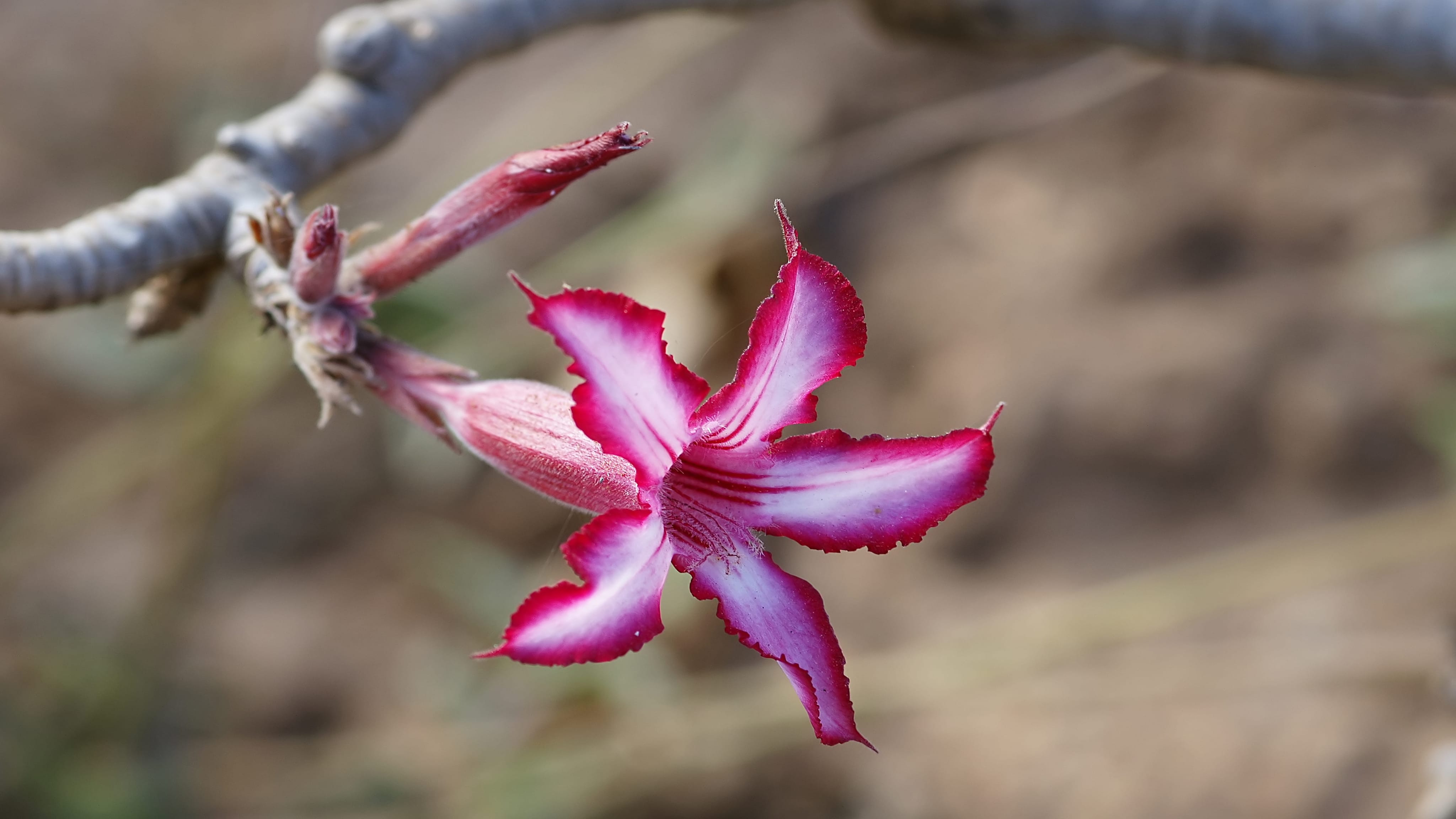 bright blooming impala lily