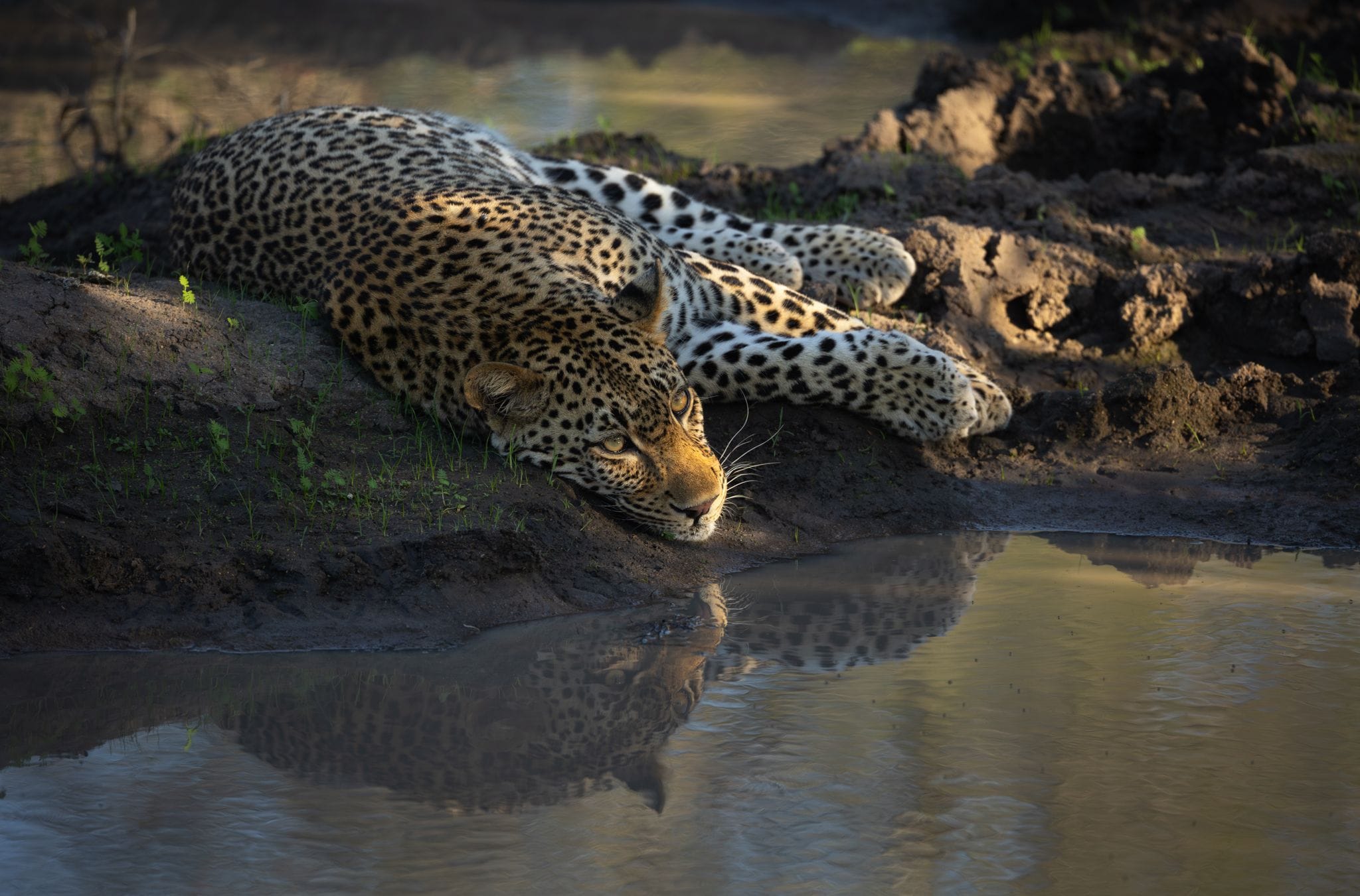 Leopard at Khensani River Lodge