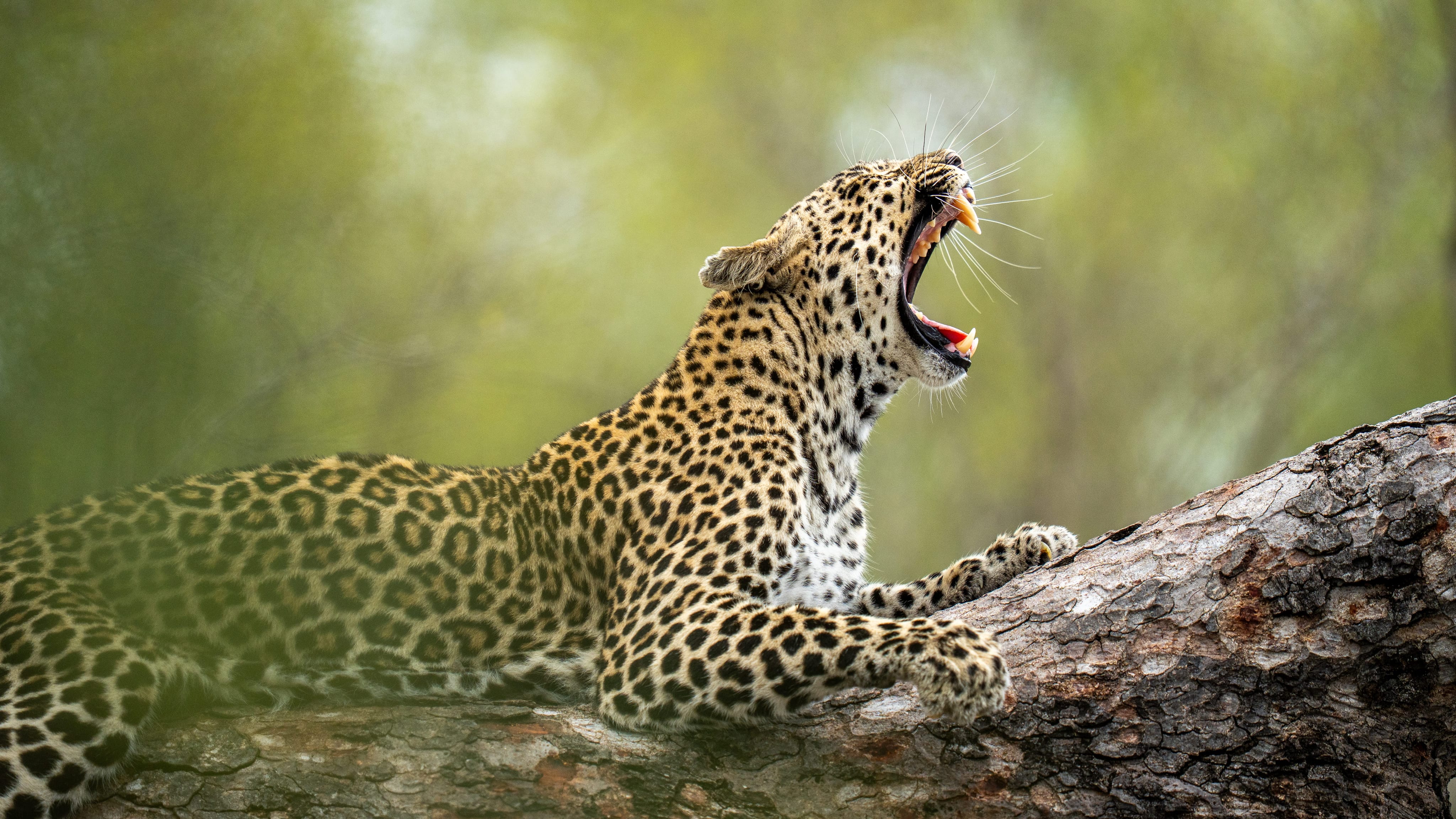 Leoperd yawning on tree