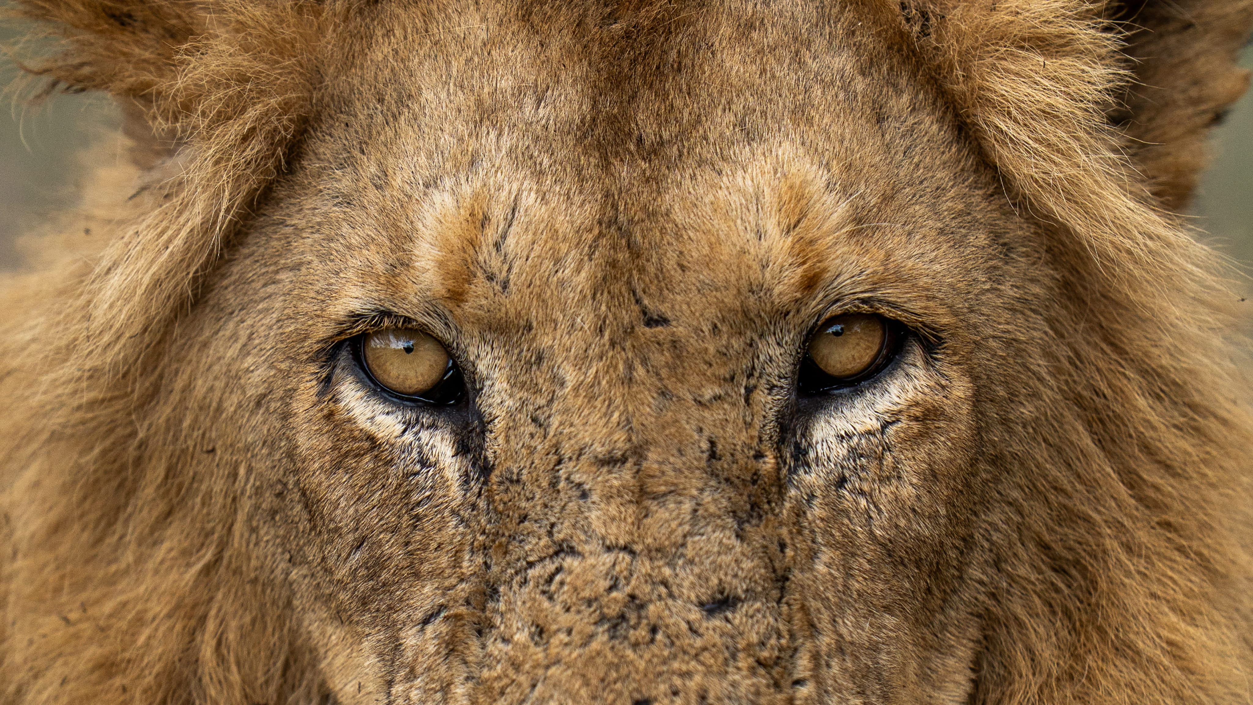 close up of male lion