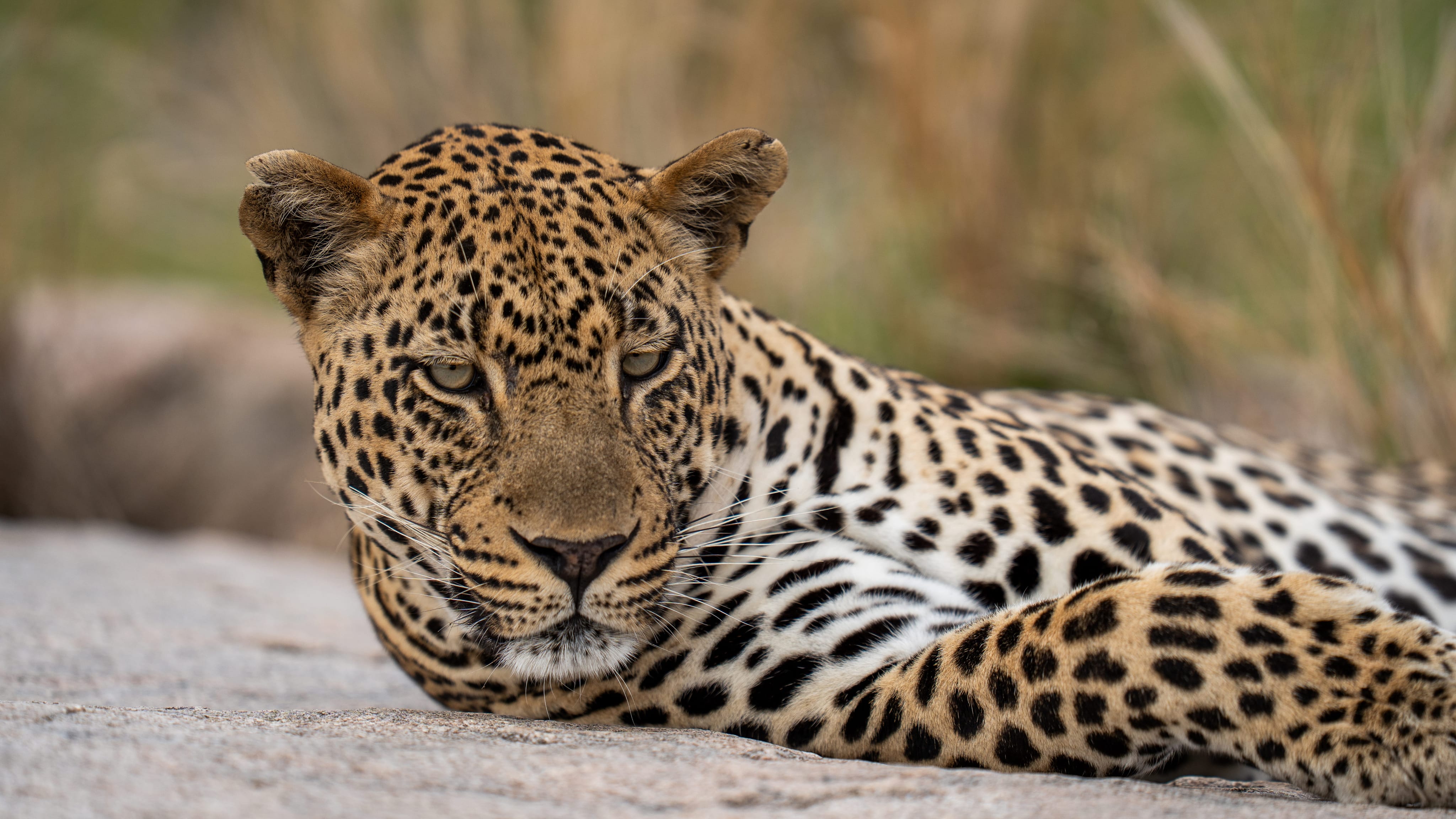 The Island female portrait