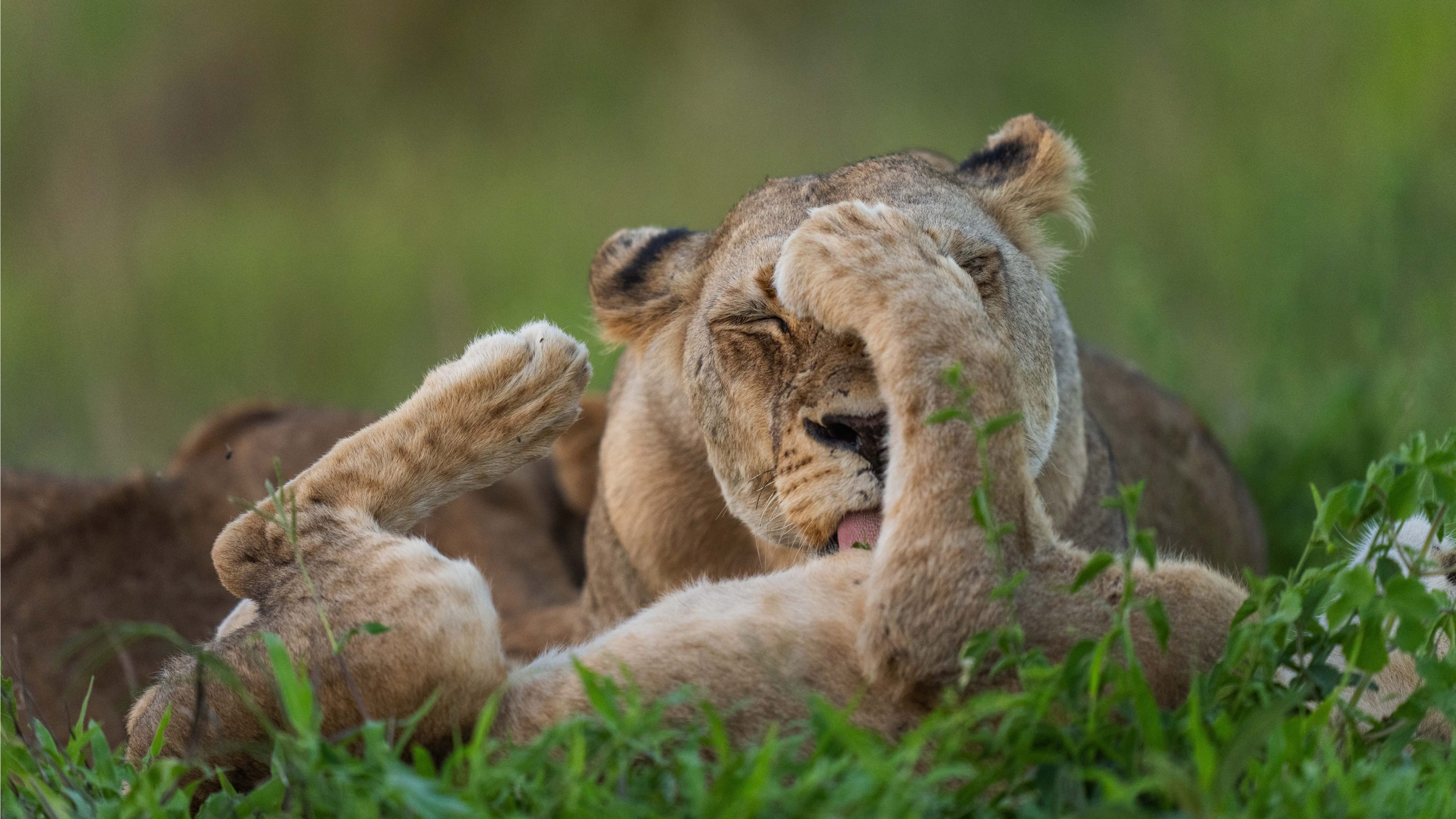 Female Lion grooming cub