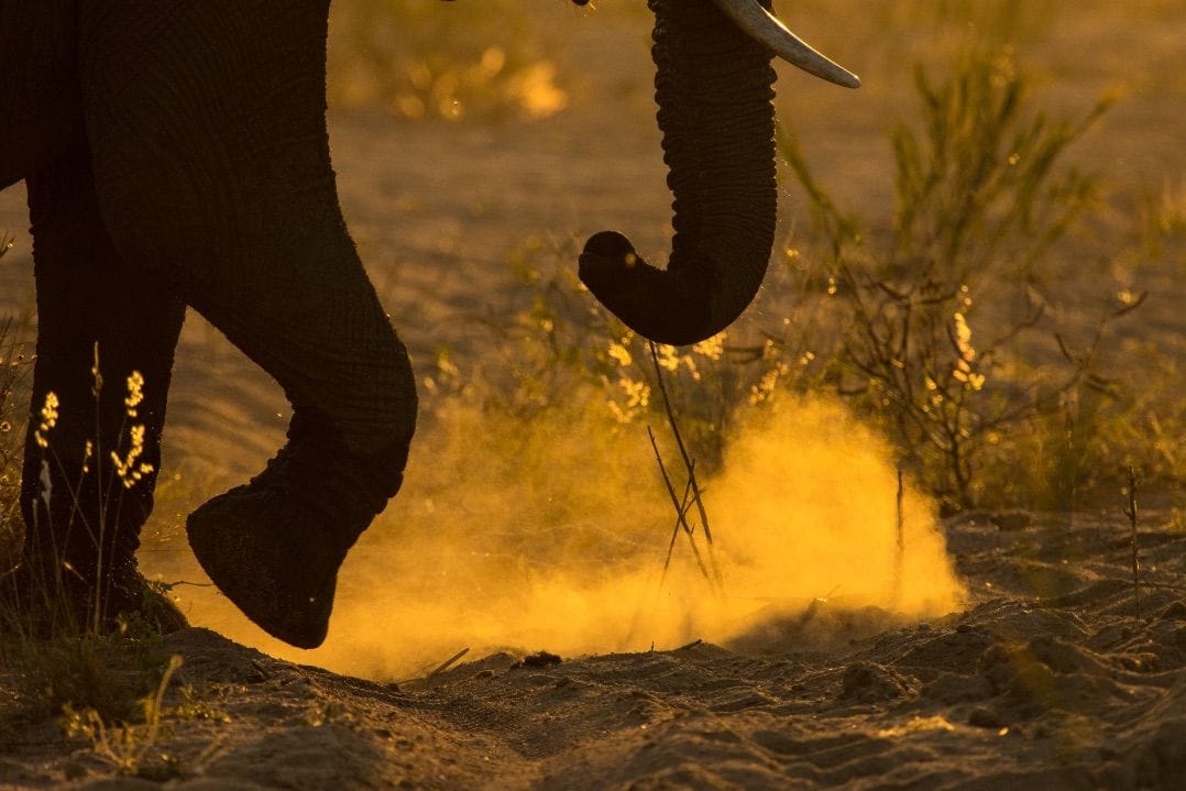 Elephant walks through sand at sunset.