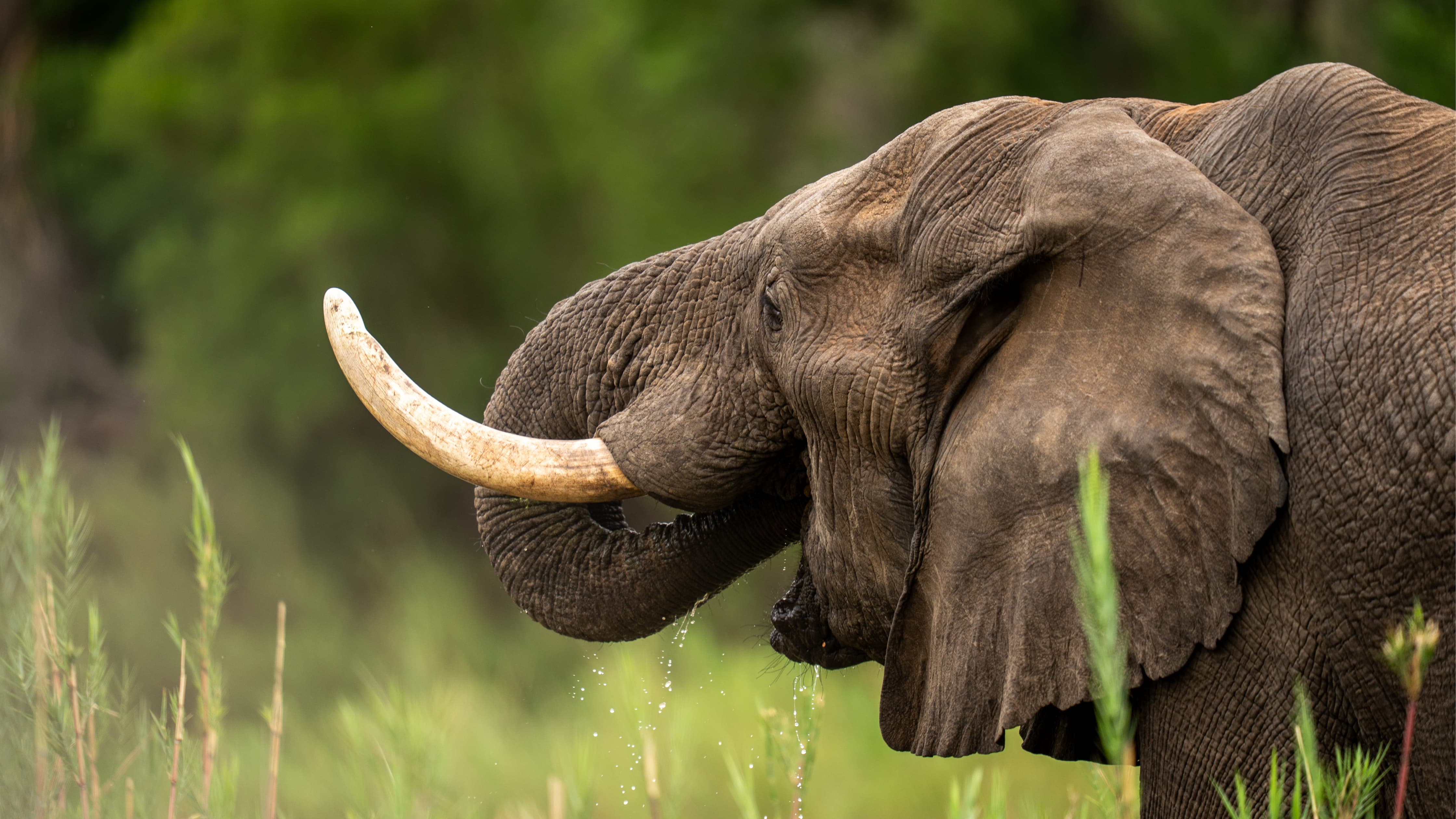 Elephant drinking