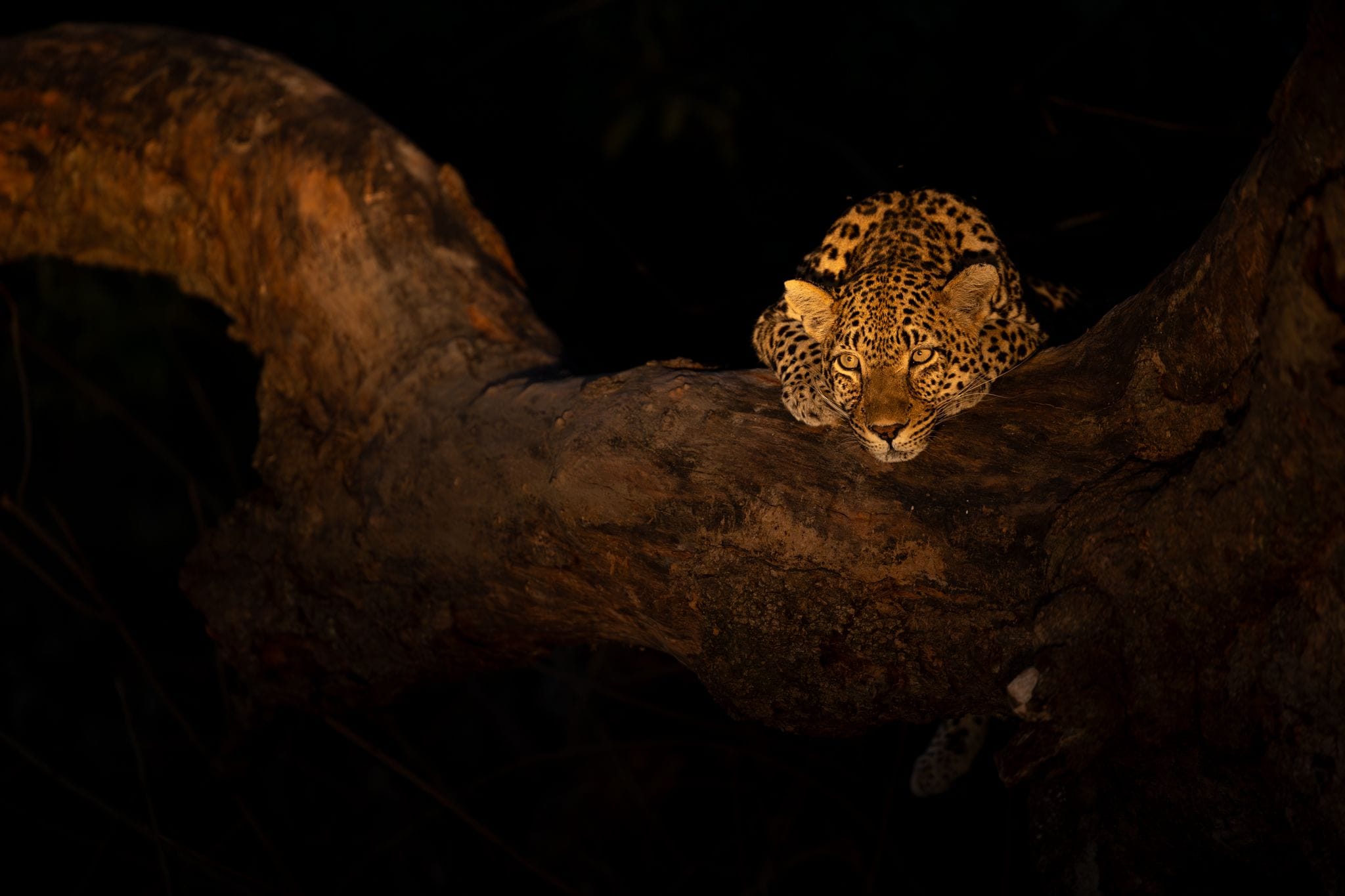 Big Cat Territory