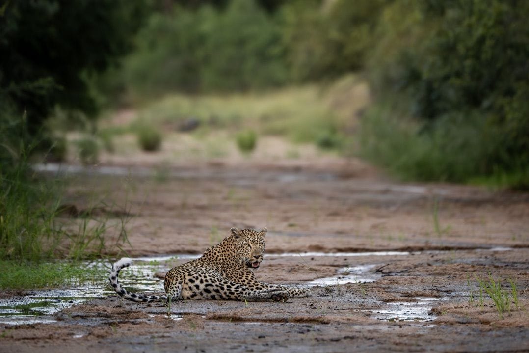 Leopard rests in dry riverbed after first rain.