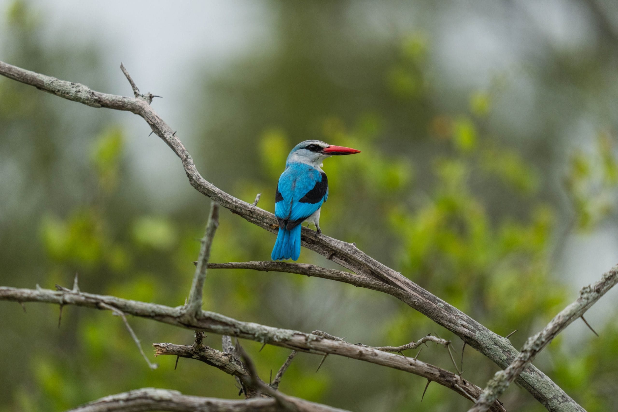 Woodland Kingfisher flies from branch.