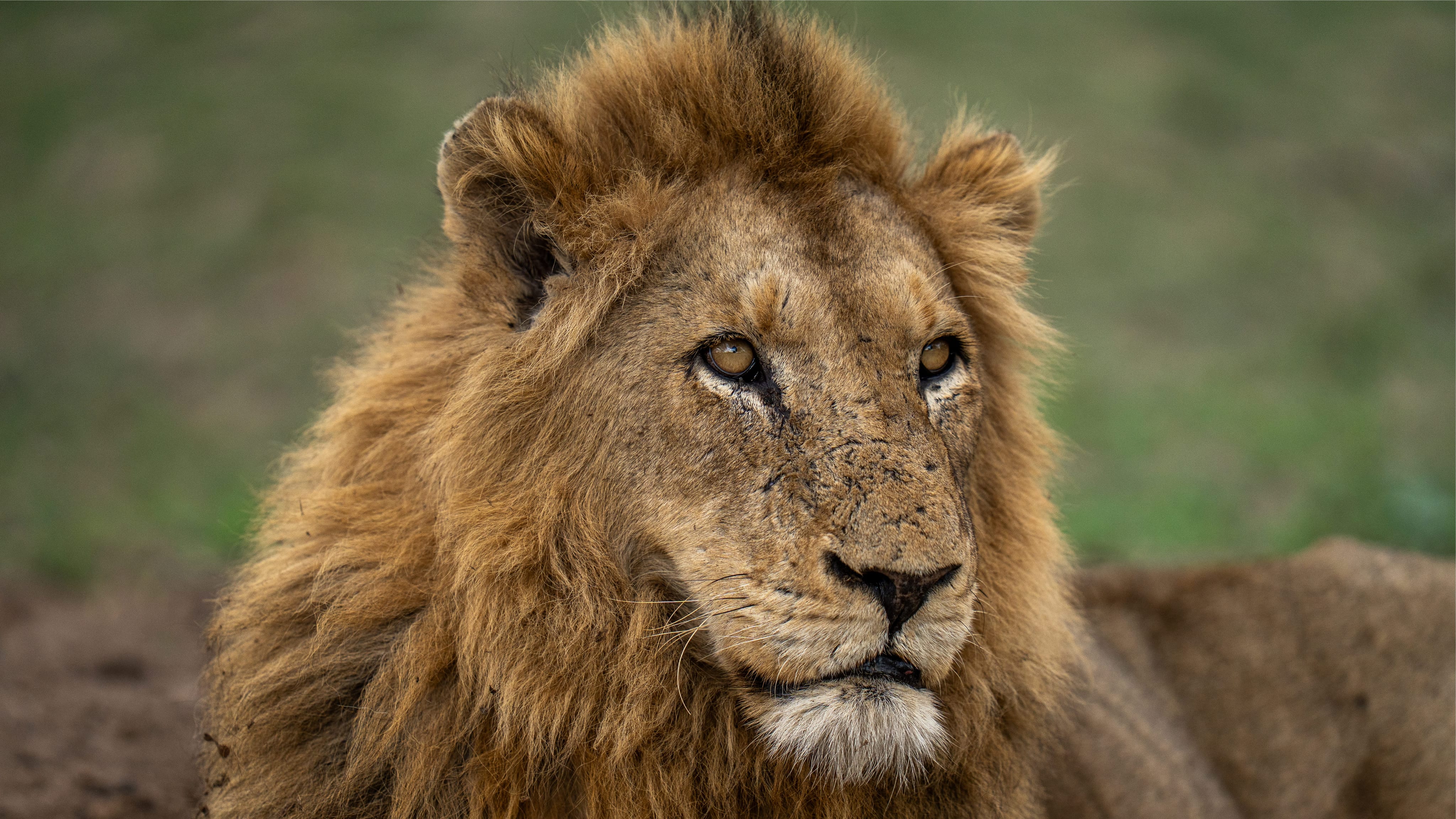 Gowrie Male Portrait