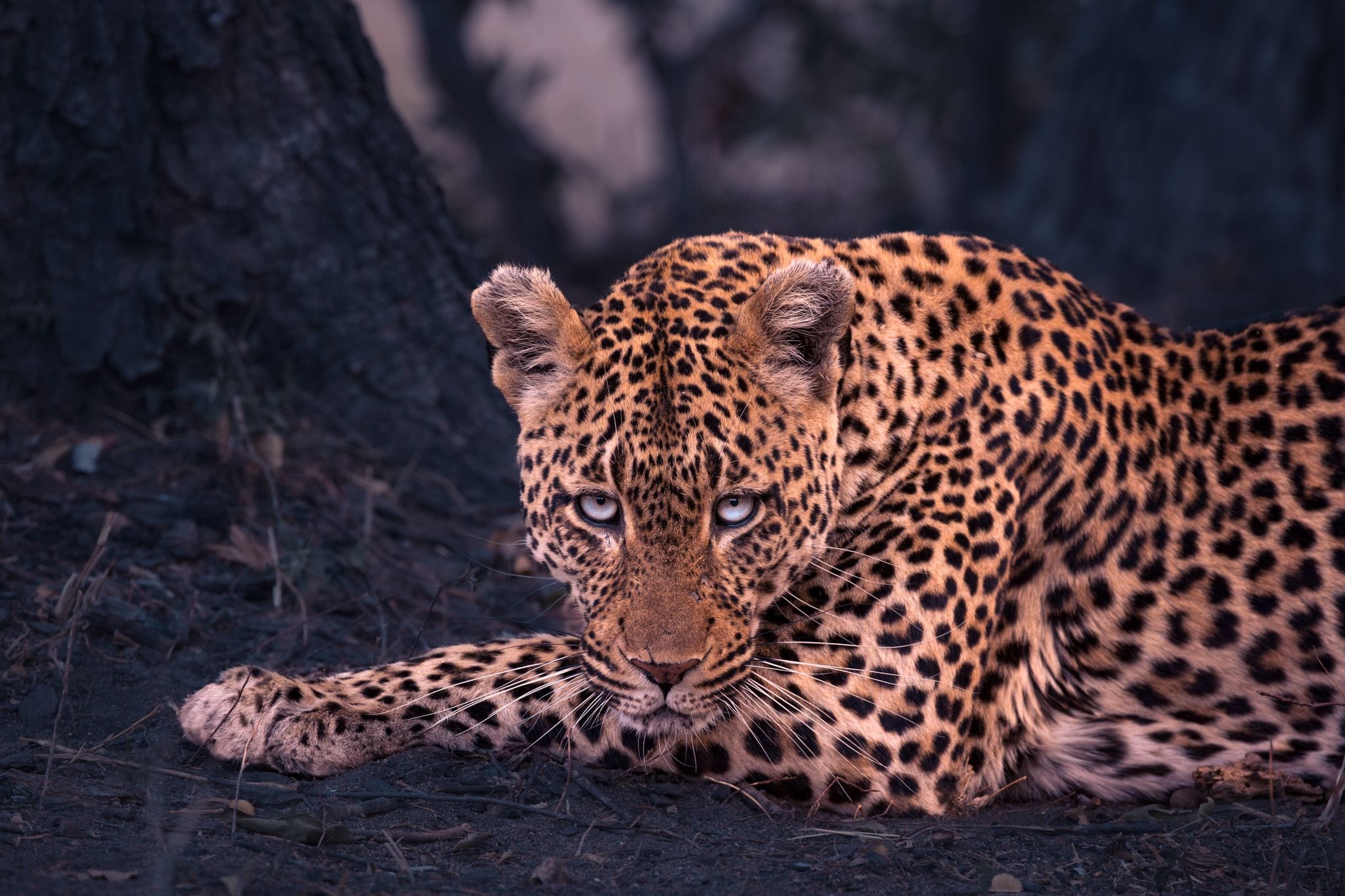 Why MalaMala Game Reserve is leopard country